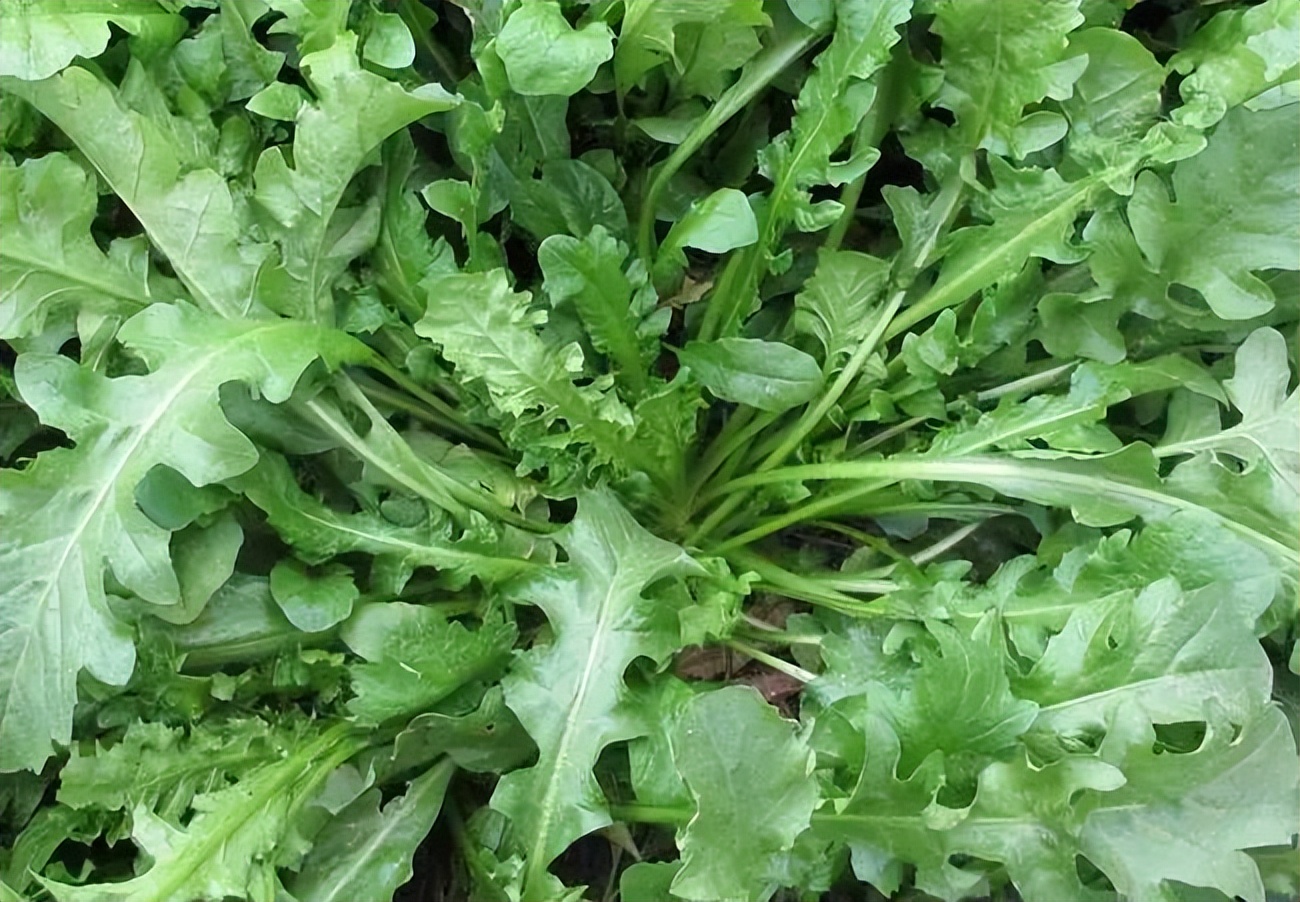 Shepherd's purse is in season, in addition to making dumplings, it can also stop bleeding and