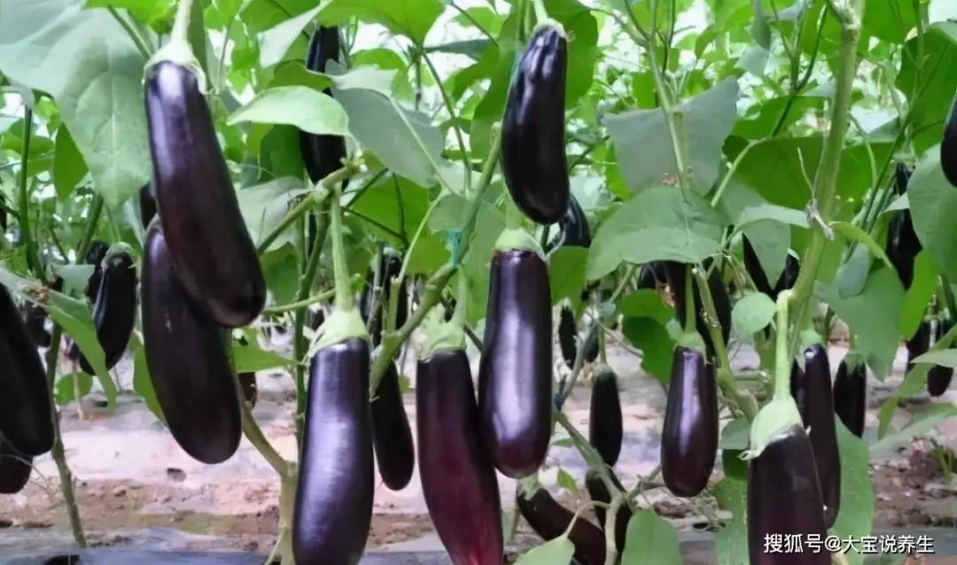 The dog days are cool and refreshing, these 8 kinds of vegetables will make you comfortable in