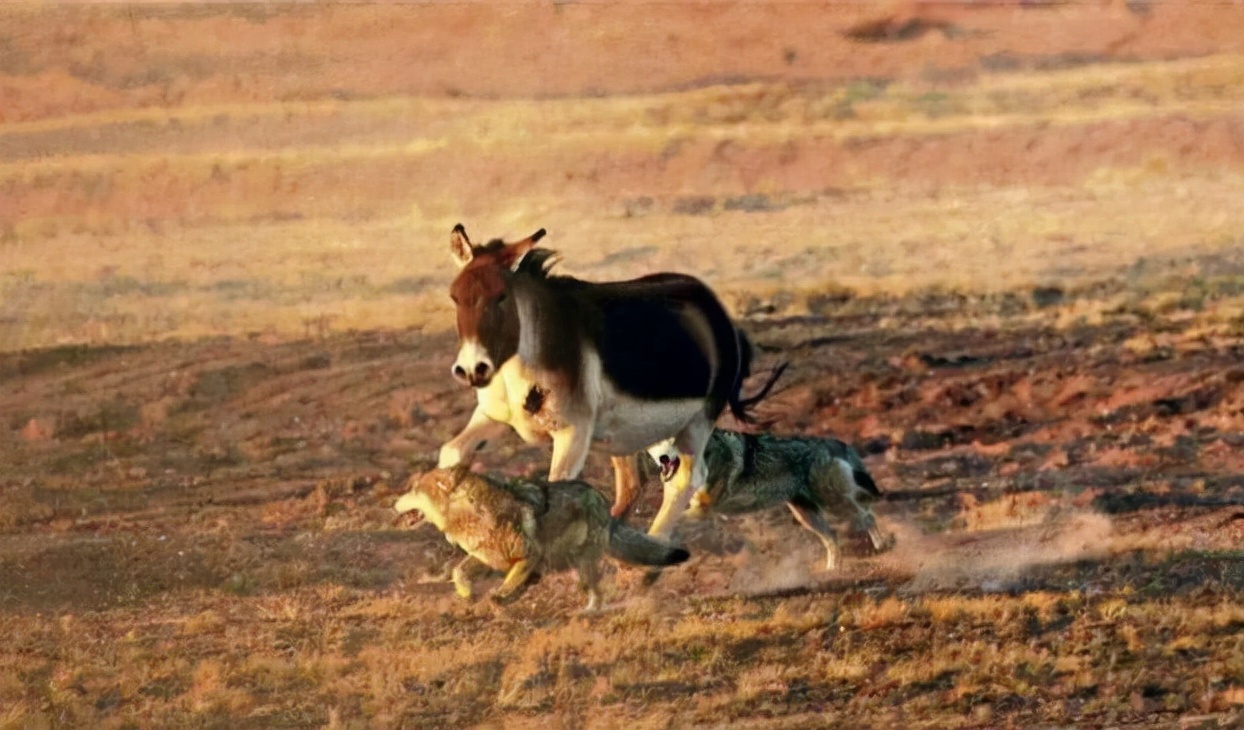 Wolves are so fierce, why are they afraid of donkeys?Is it because you