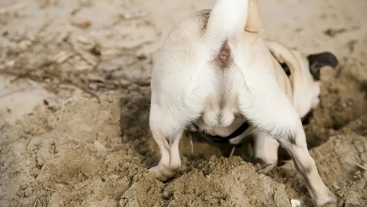 How to squeeze the dog's anal glands?Learn these tricks and never worry iNEWS