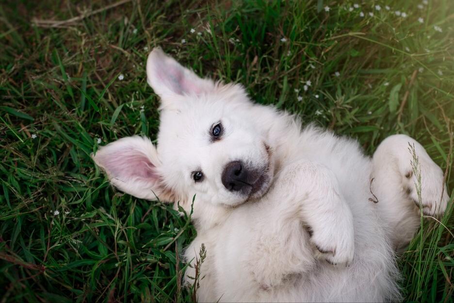 Why do dog paws retract when you touch them? iNEWS