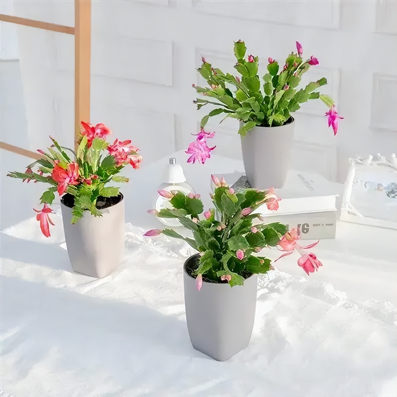 Cut crab claw orchid in autumn and winter, learn 4 tips, insert one and