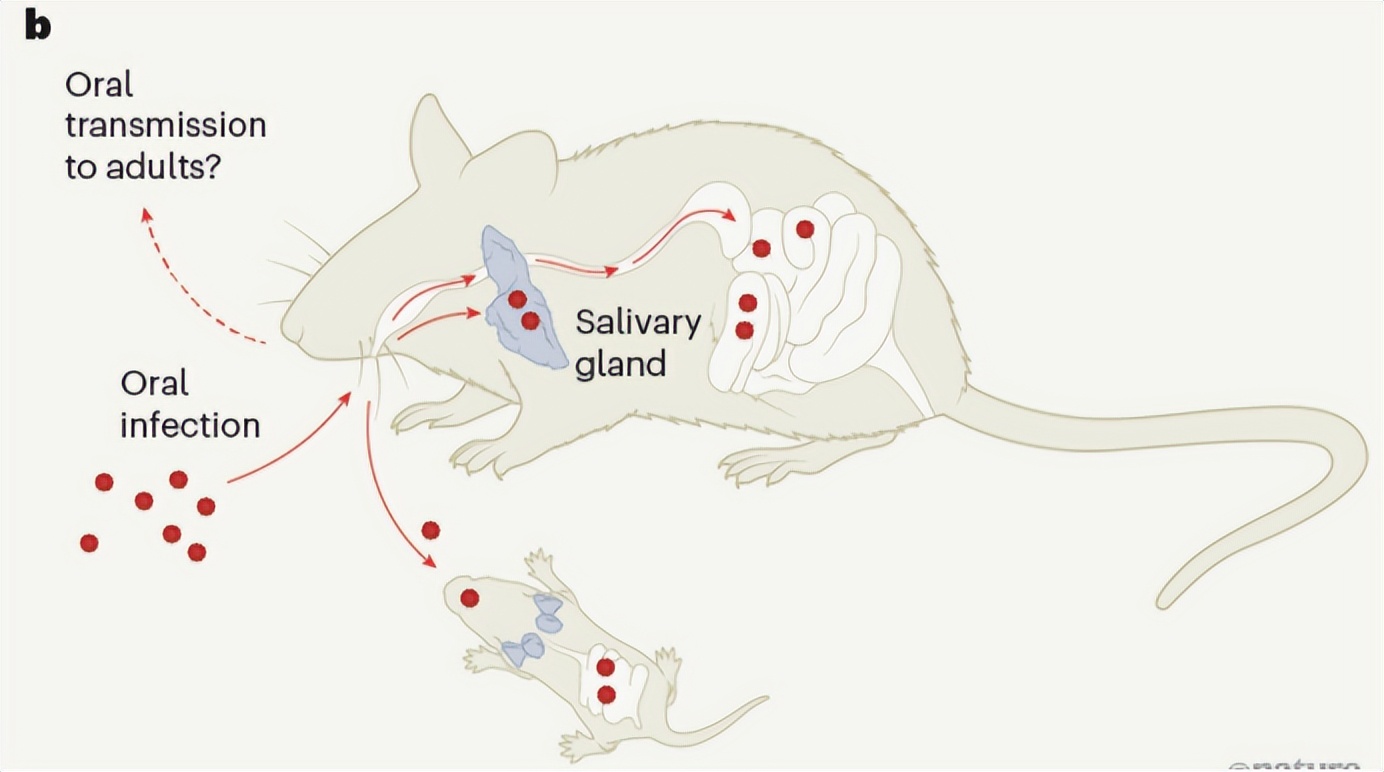 Nature New discovery!Can enteroviruses be spread through saliva? iNEWS