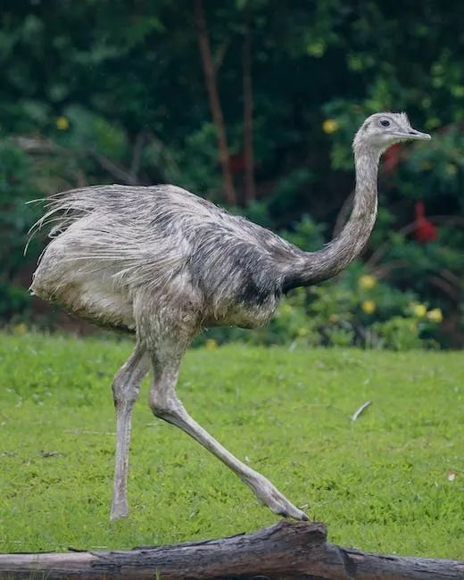 Why can't ostriches fly? - iNEWS