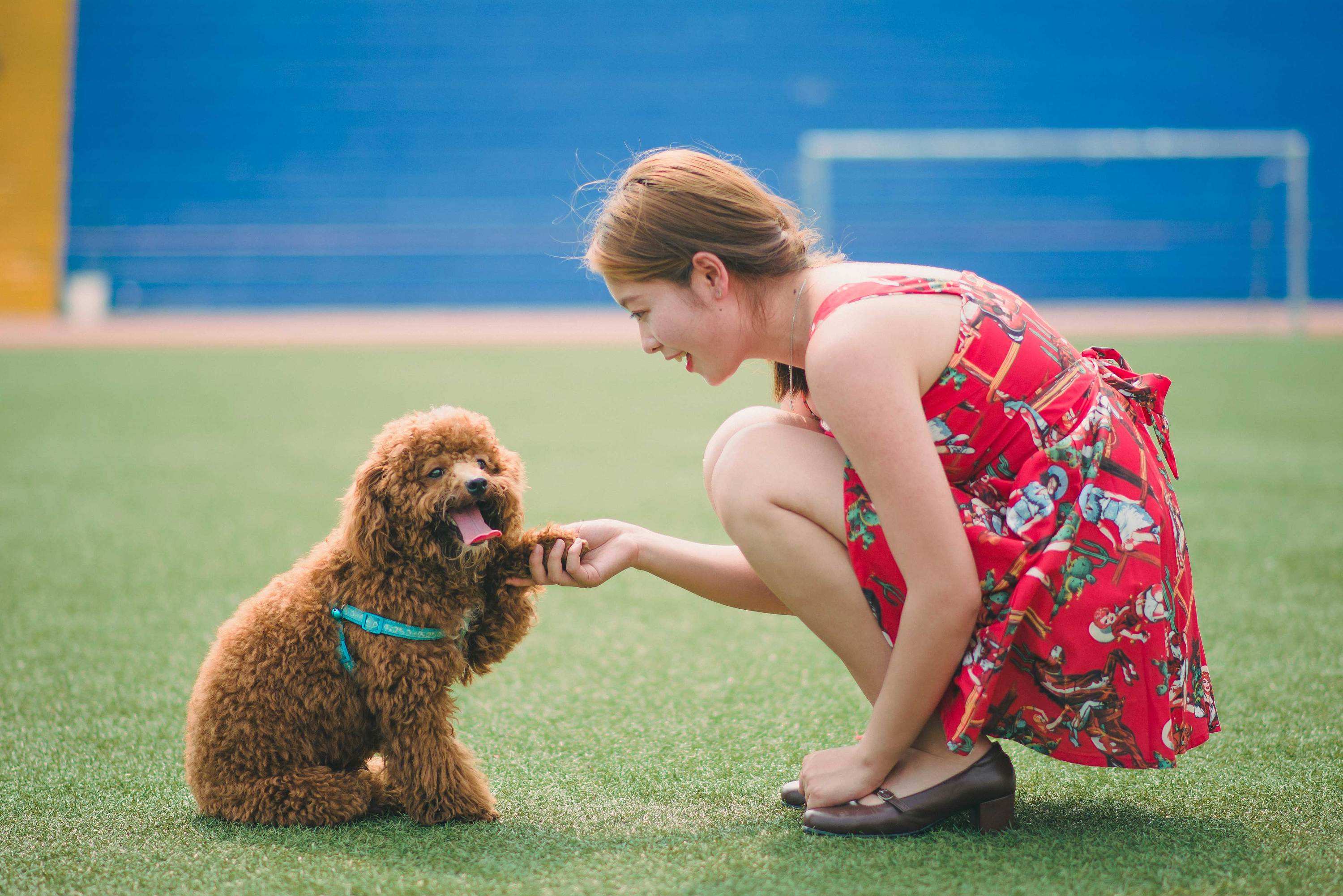 The number of pets exceeds 100 million, is it necessary to pay taxes on