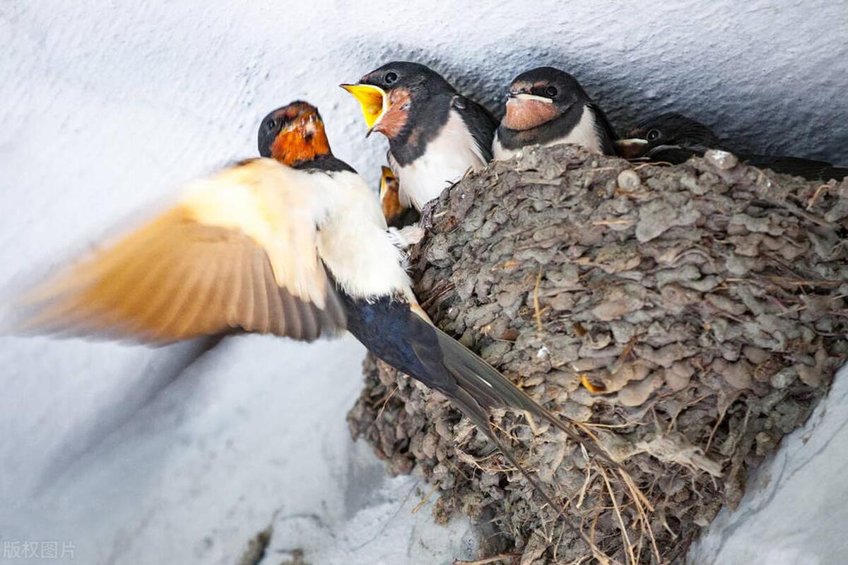 [Original] Prose Spring Swallows Are Back and Busy Building Nests - iMedia