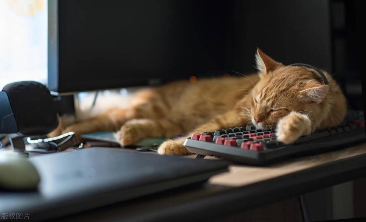 Why do cats like to lie on the keyboard? Uncover the cat's "keyboard