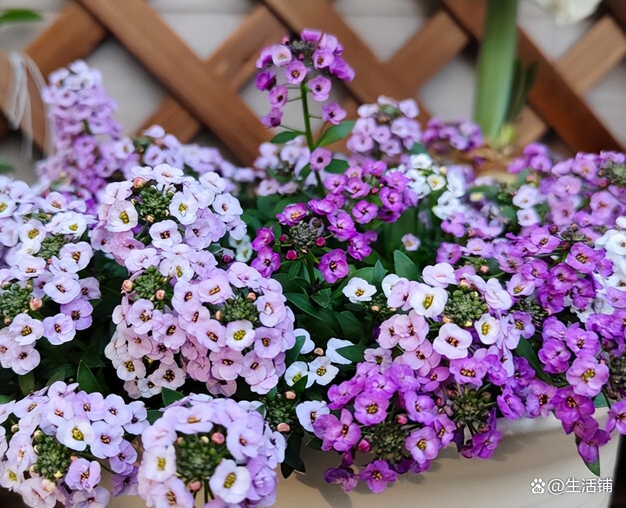 What flowers to grow in May?7 kinds of flowers are easy to support, the