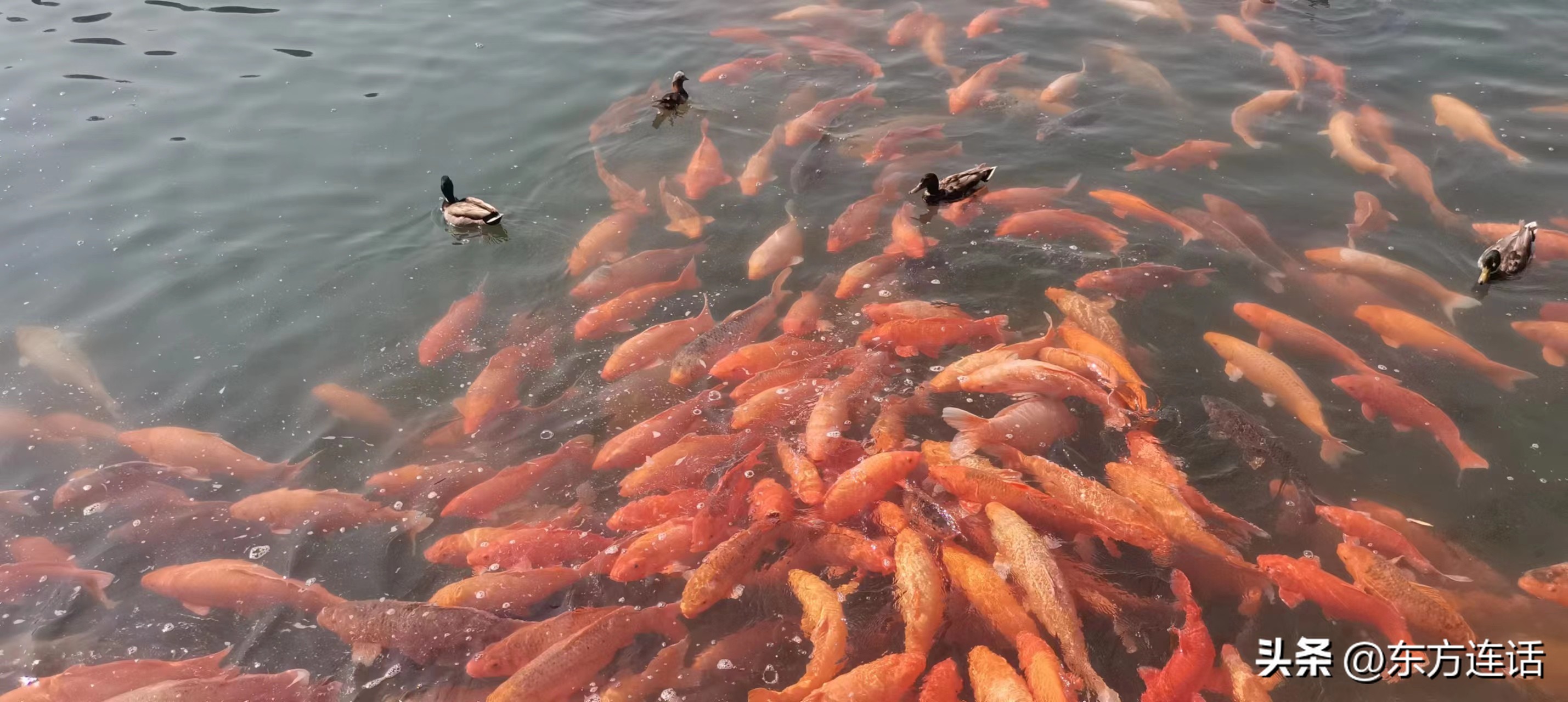 Beijing Notes: Fish Swim in Water - iNEWS