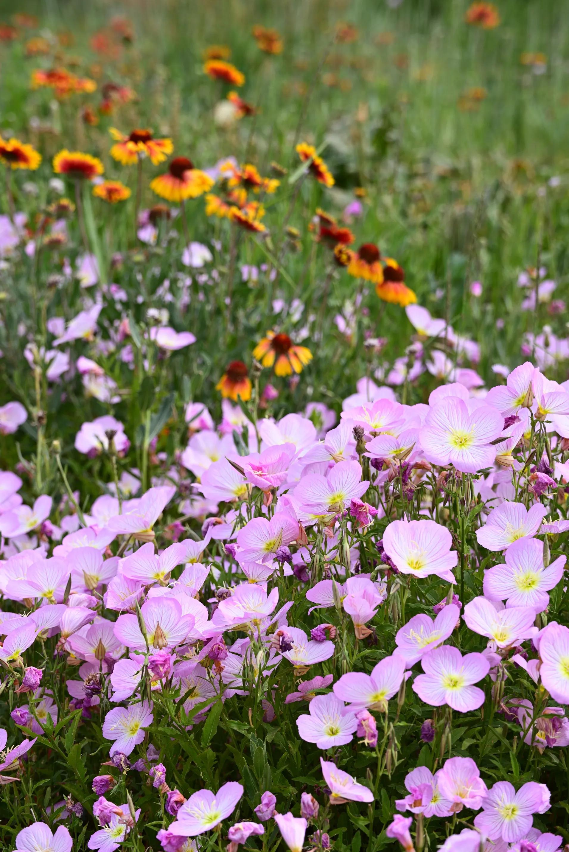 Life Like Summer Flowers (Part 2) iNEWS