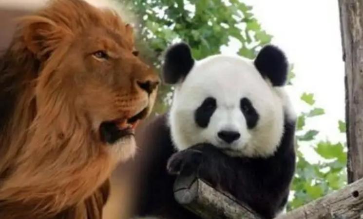 Why don't tigers and lions prey on giant pandas?Is it because you can't