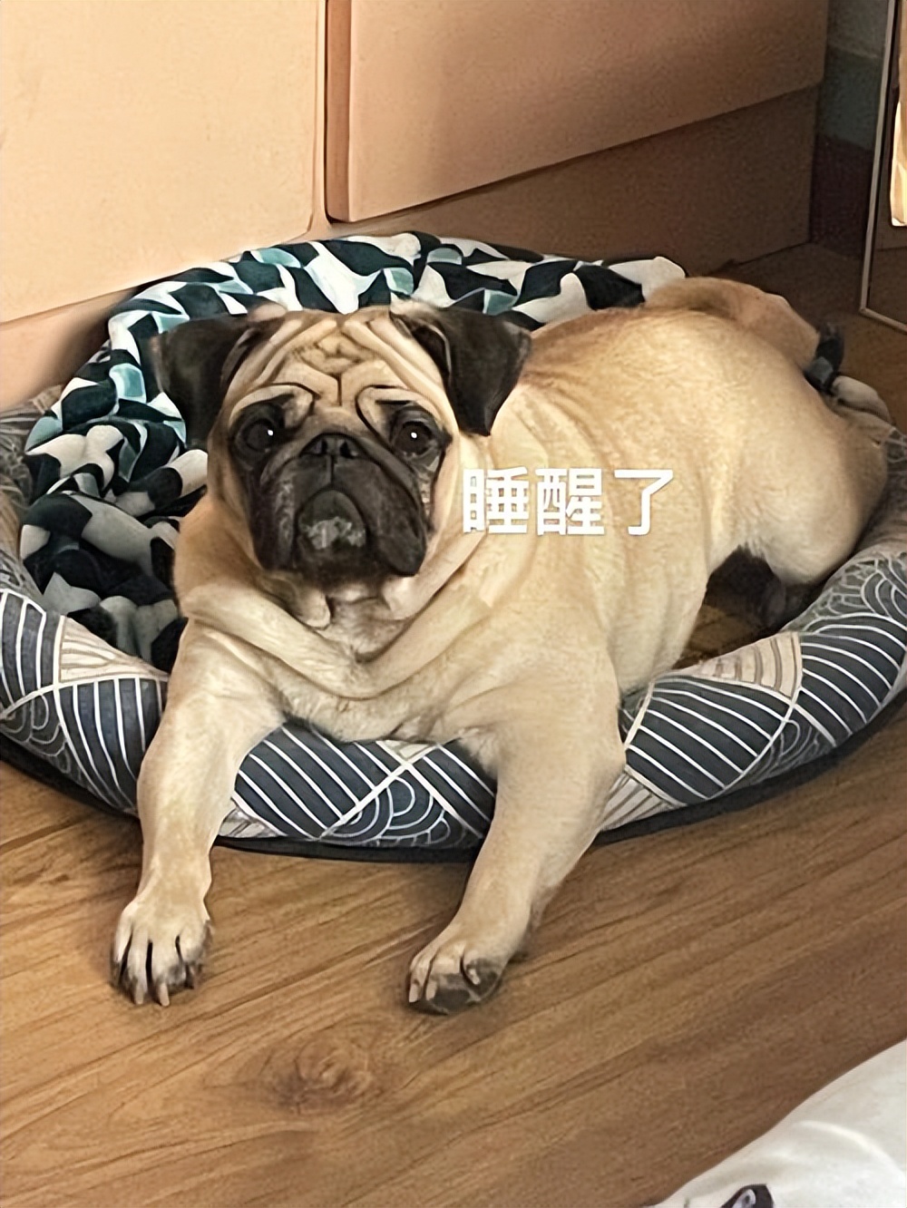 Why do dogs tend to have "dog smell"? Do 5 things well, smell good all