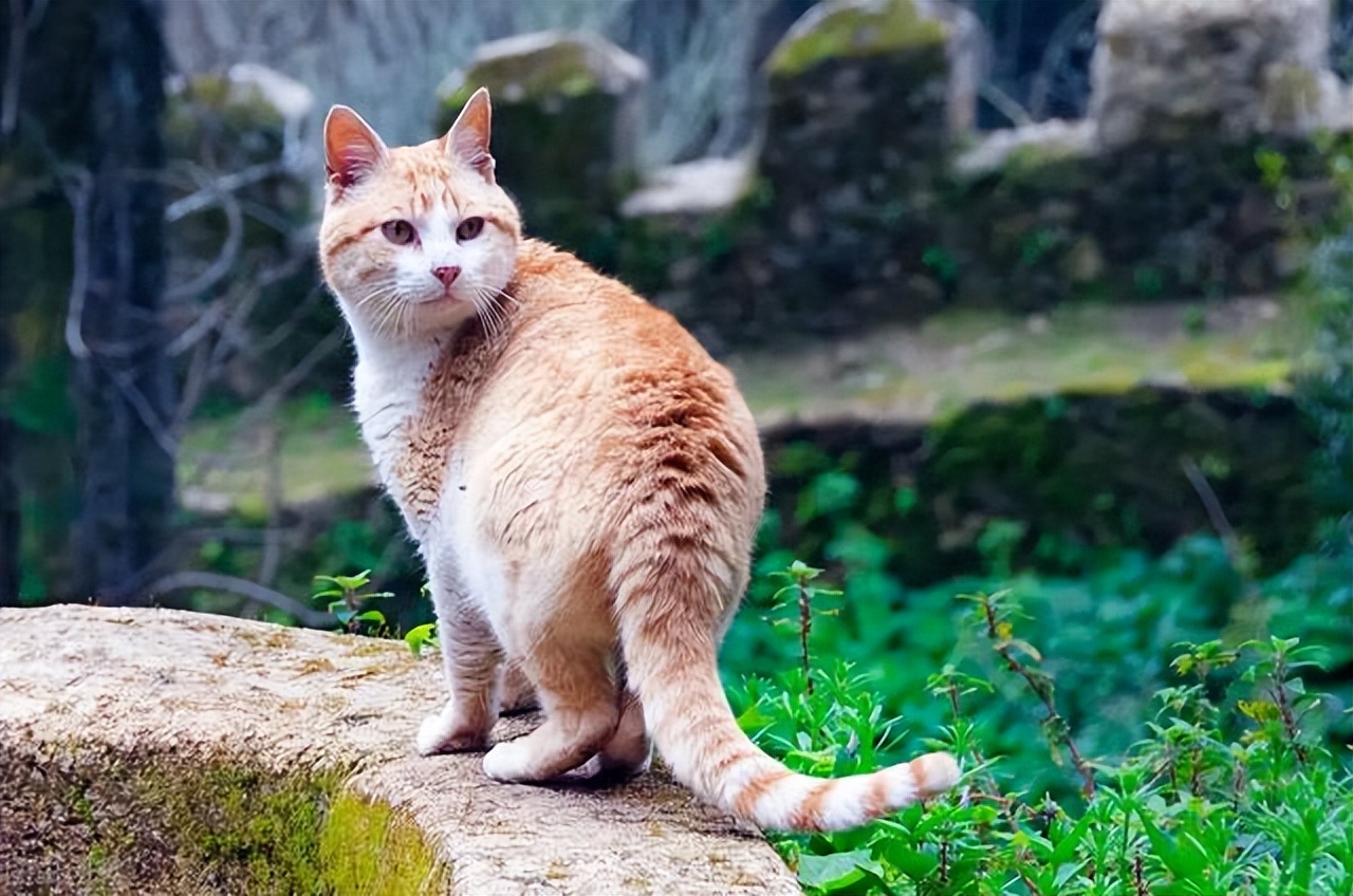 Want to adopt a "stray cat"? First figure out the difference between