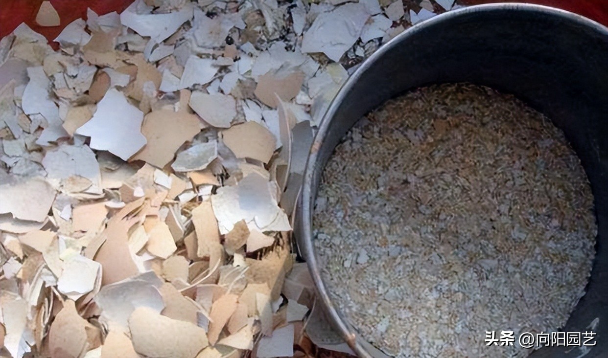 Egg shells are treasures for growing flowers. They are crushed, fried