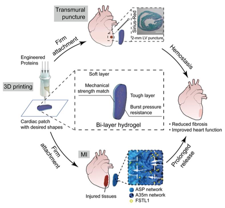"AM》Shanghai University of Science and Technology Bilayer Hydrogel