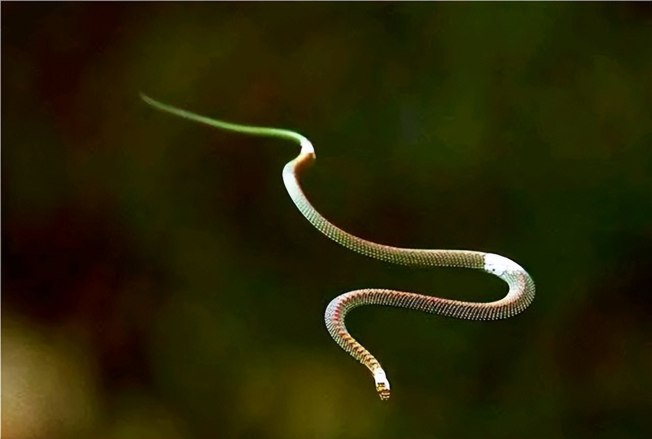 Snakes can fly without wings. They often live in trees and bounce ...