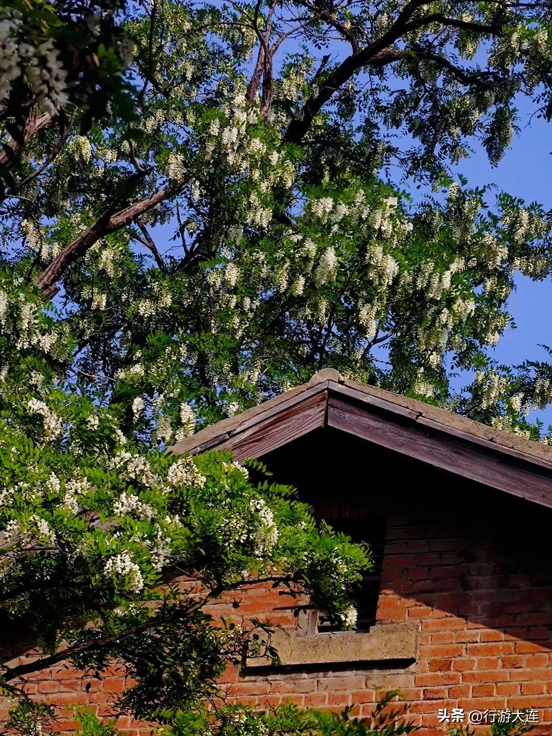 These trekking routes for appreciating locust trees will bring you a ...