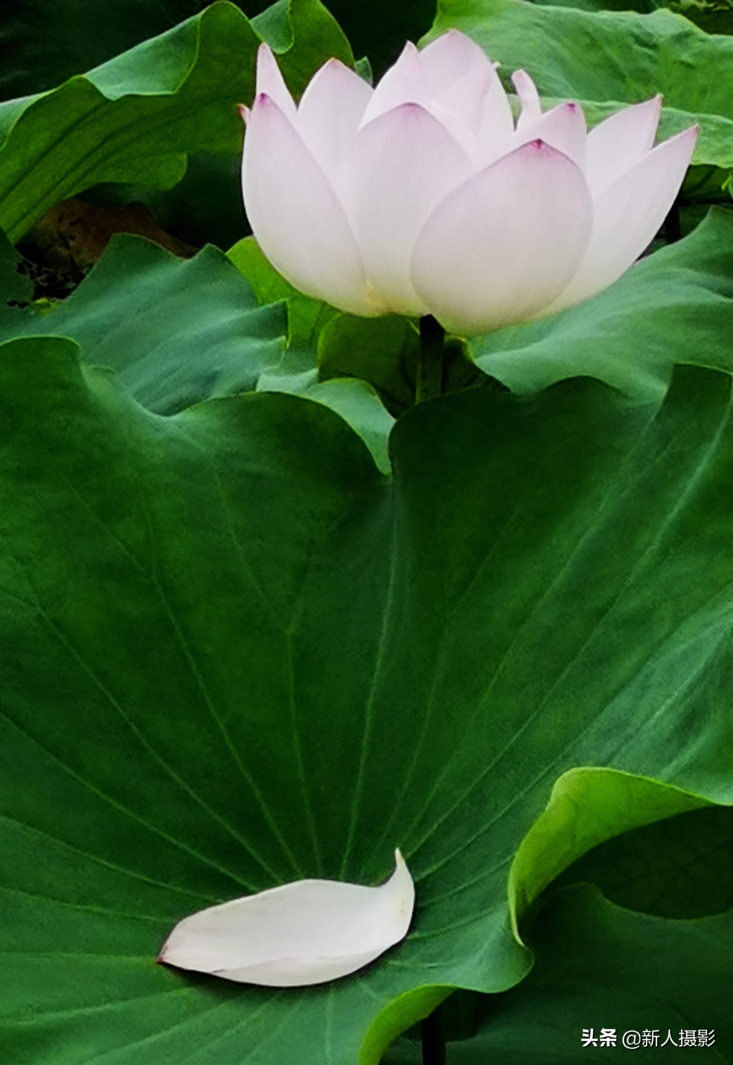 Have you been to the Lotus Garden? iNEWS