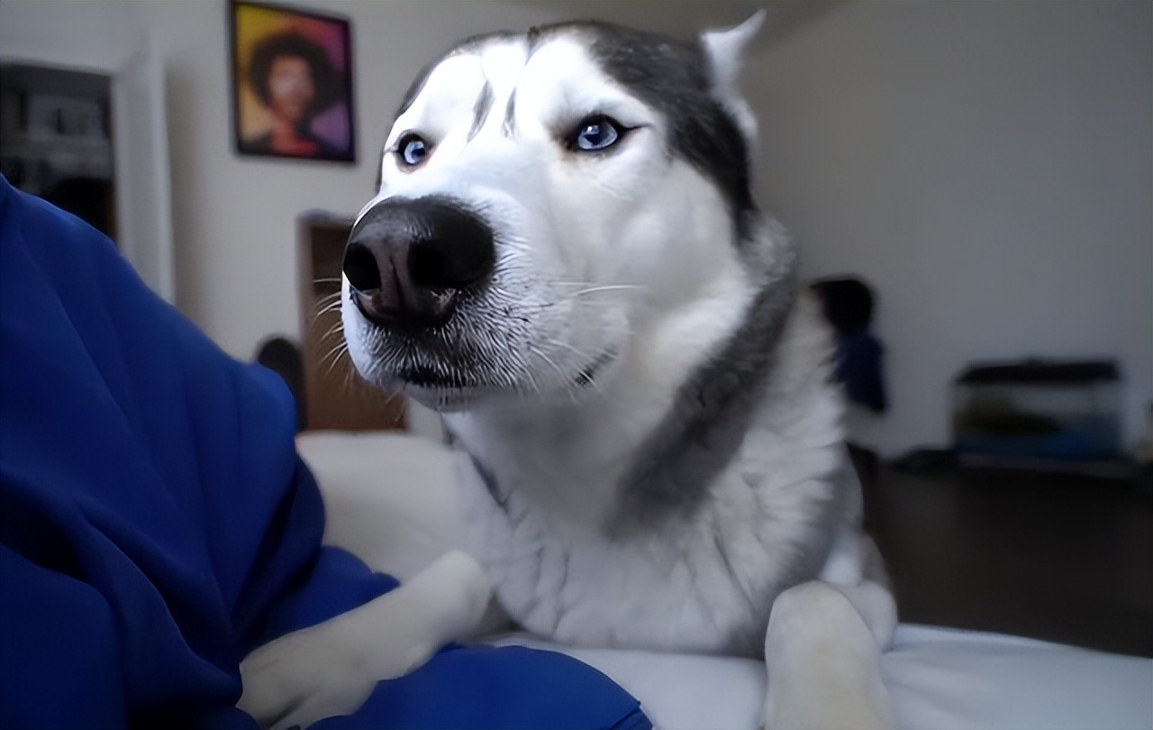 Why do dogs "reach out" to touch you?Don't think it's okay iNEWS