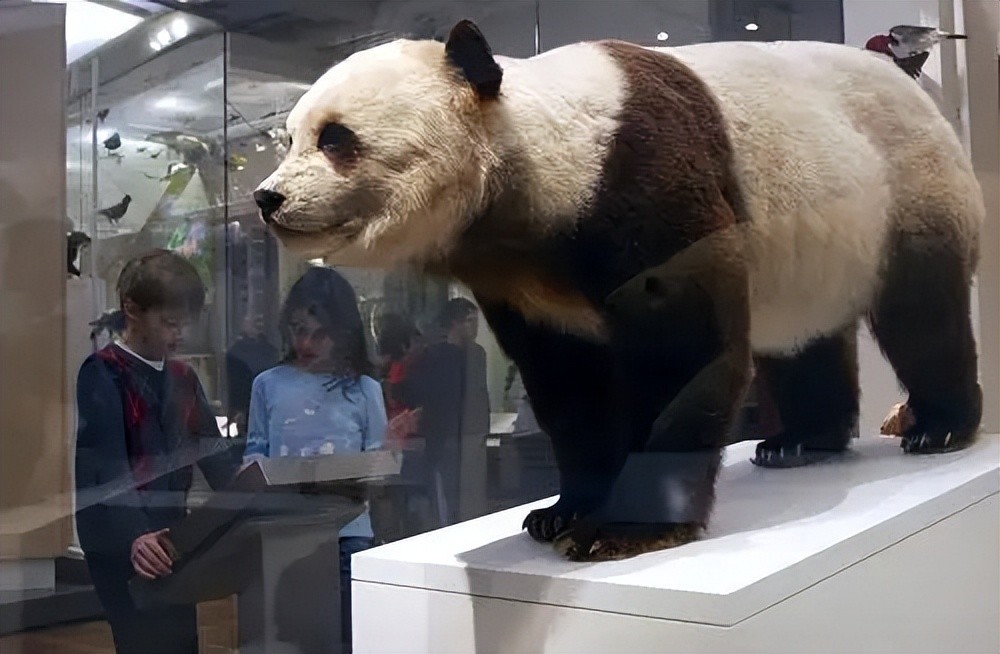 Giant pandas are rare! How to effectively protect this treasure animal