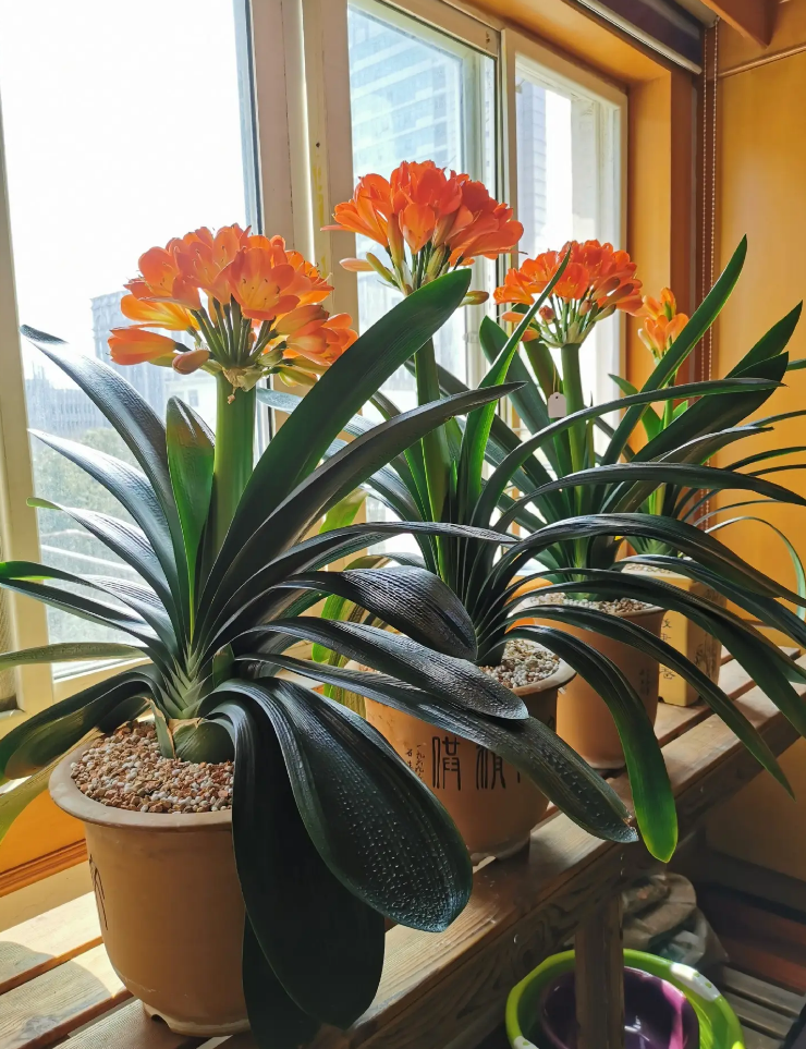 5 kinds of "noble flowers", the rich and noble people love to raise