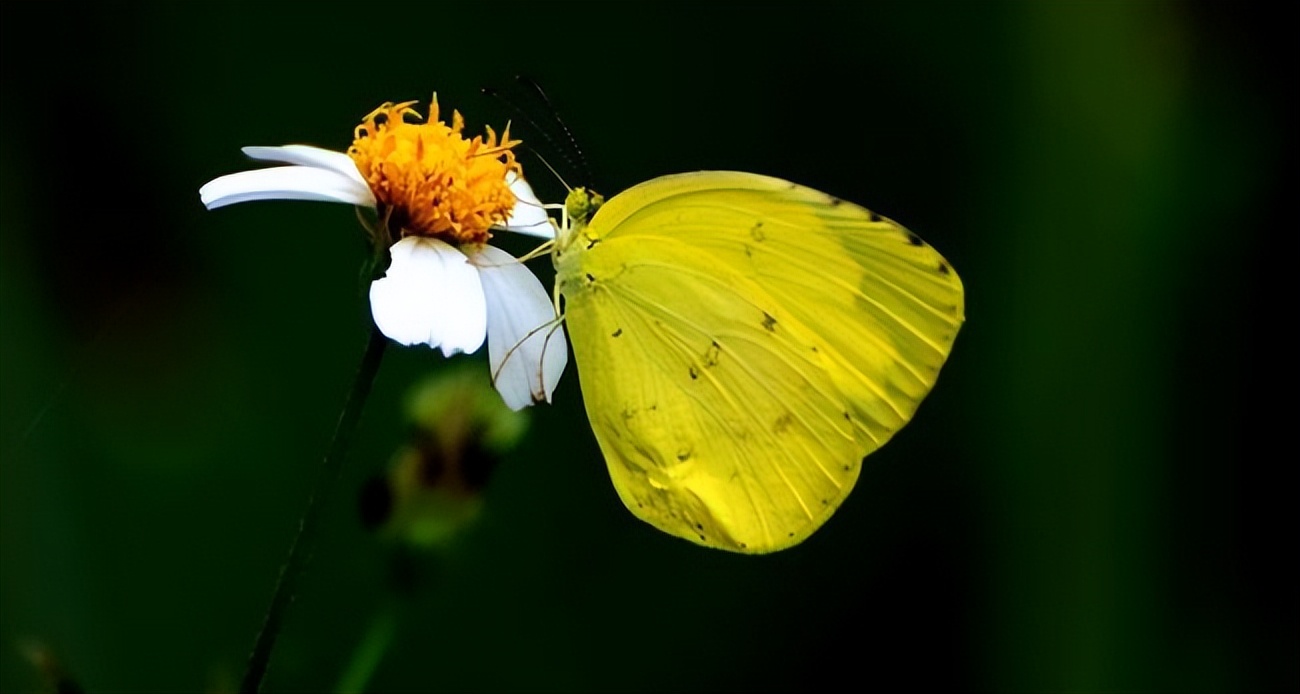 Why do butterflies choose to drink nectar from flowers? iNEWS