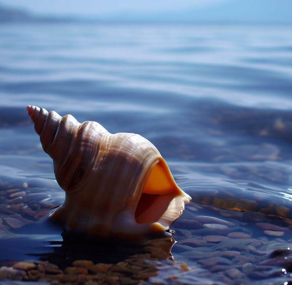 Connecting the past and the present, the historical echo of the conch ...