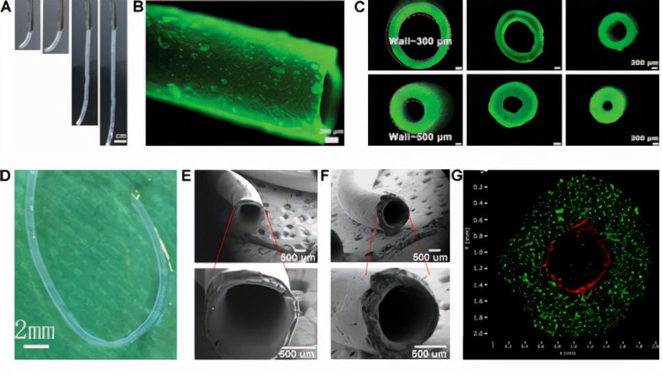 Biological preparation of small diameter tissue engineering vascular ...