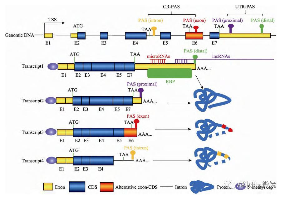 Hundreds of RNA modifications, how many do you know besides m6A and m5C ...