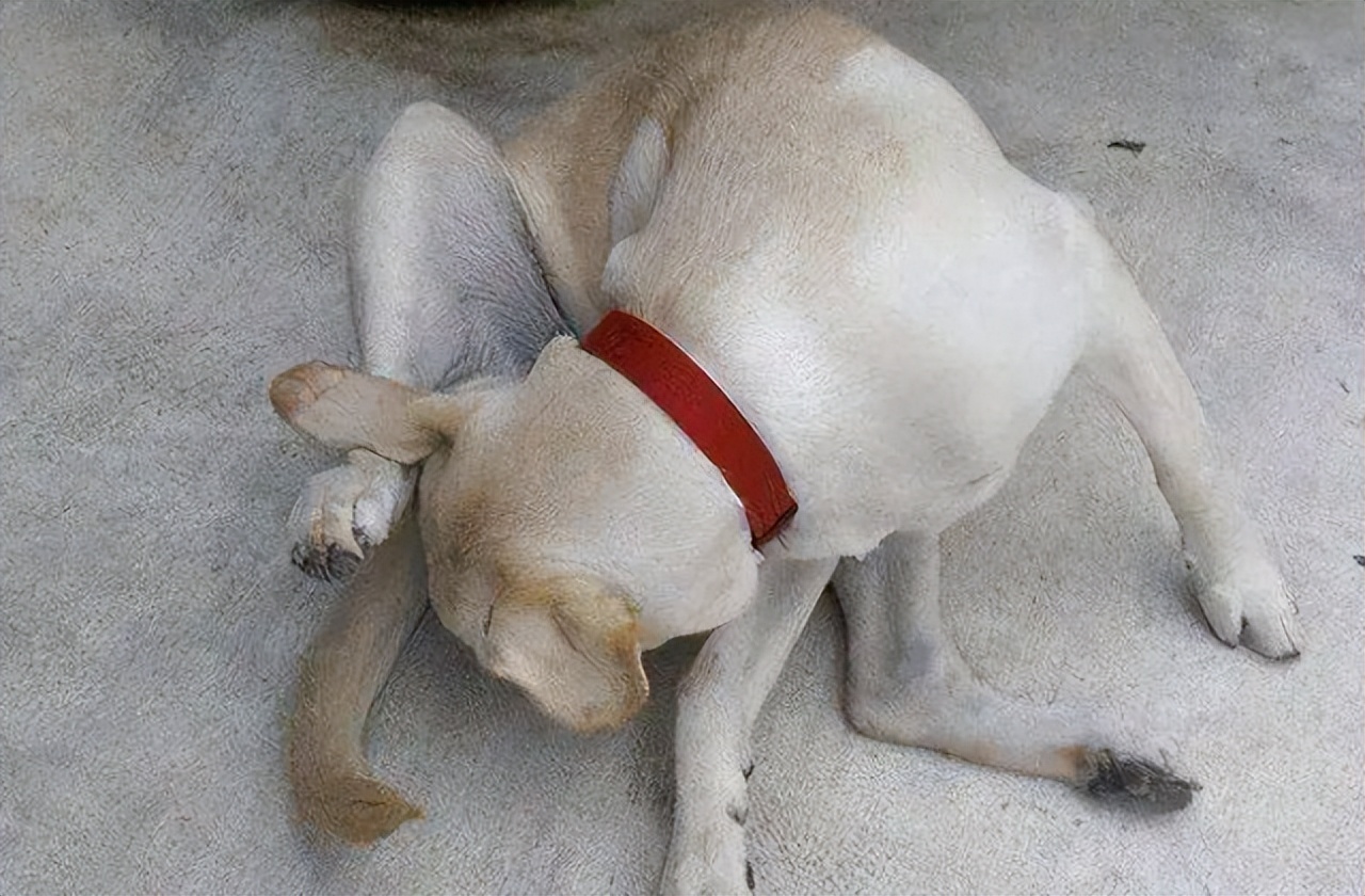 Dogs always lick the pee, not only for cleaning, but also for some