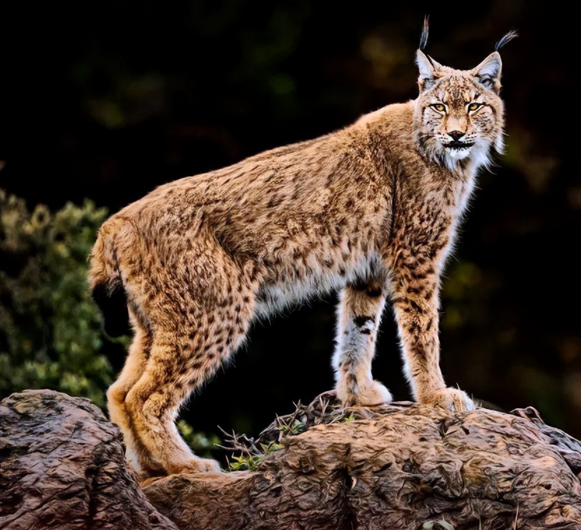 Eurasian lynx: King of the steppe - iNEWS