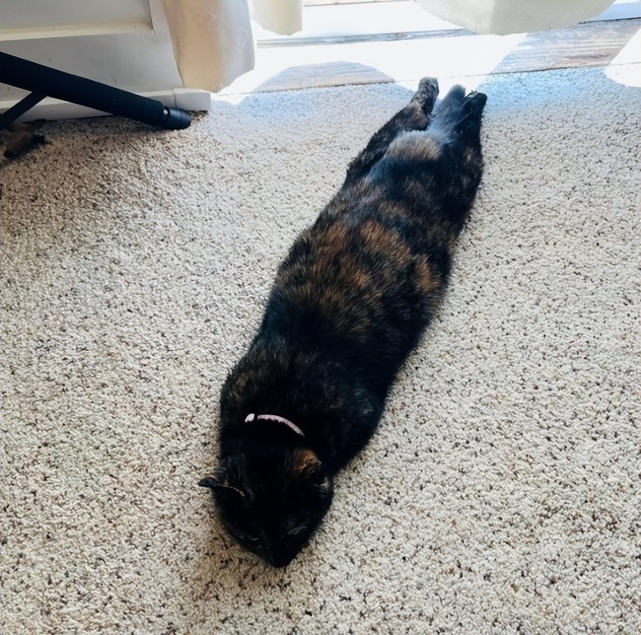 What happens when a cat loses its factory settings?funny pet moments