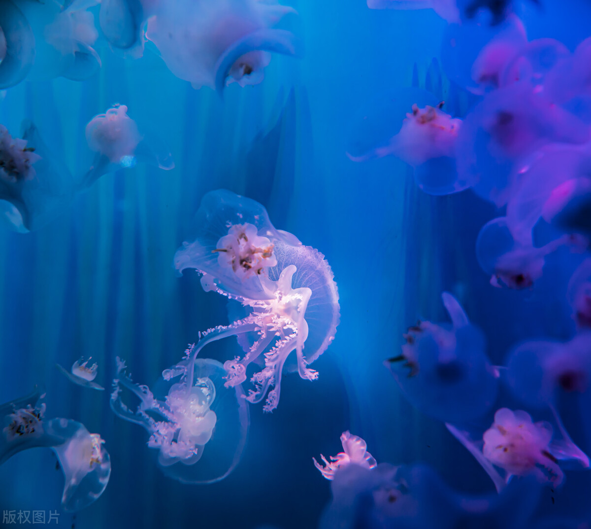 Why do aquatic animals have a similar fishy smell? iMedia