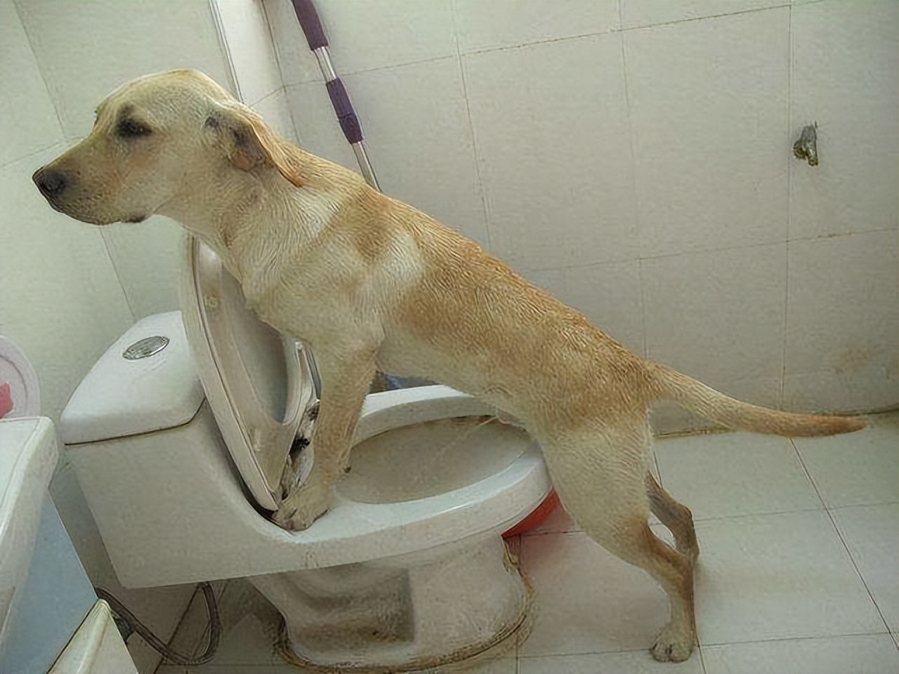 Train your dog to "go to the toilet at a fixed point", learn these 3