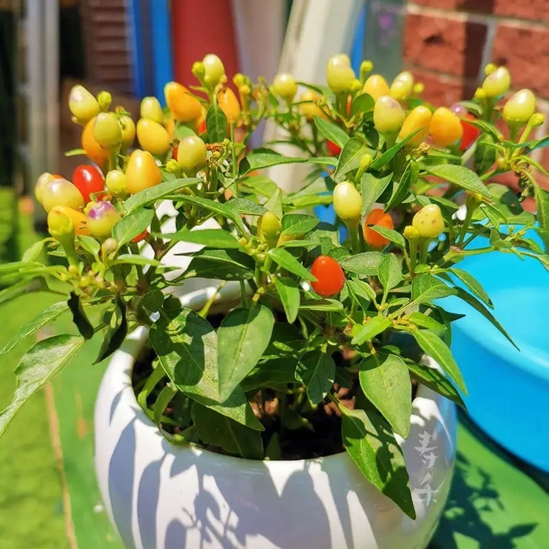 5 kinds of edible "potted plants", beautiful and practical to raise at