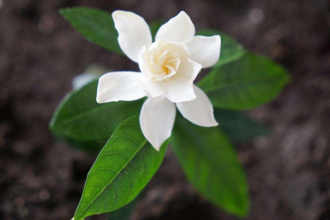 In autumn and winter, let the gardenia bloom again, and do 8 things, the branches will no longer