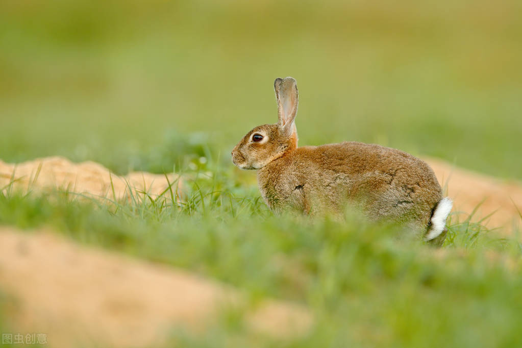 Can rabbits eat Banlangen when they have a cold? - iNEWS