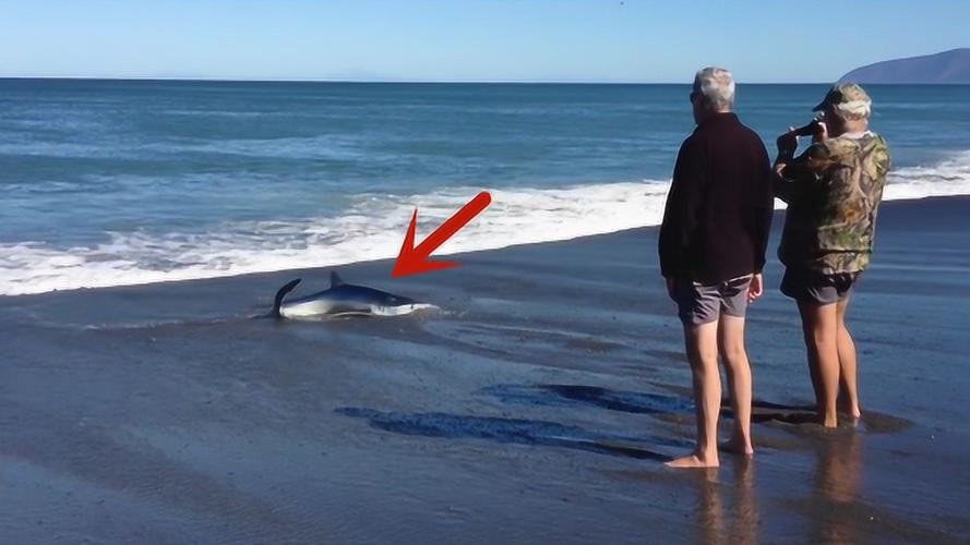 The stranded shark is in urgent need of rescue, and human beings ...