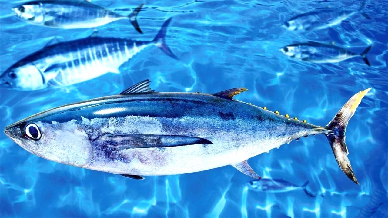 Tuna Facts The Fish That Swim From Birth to Death.After reading the knowledge iNEWS