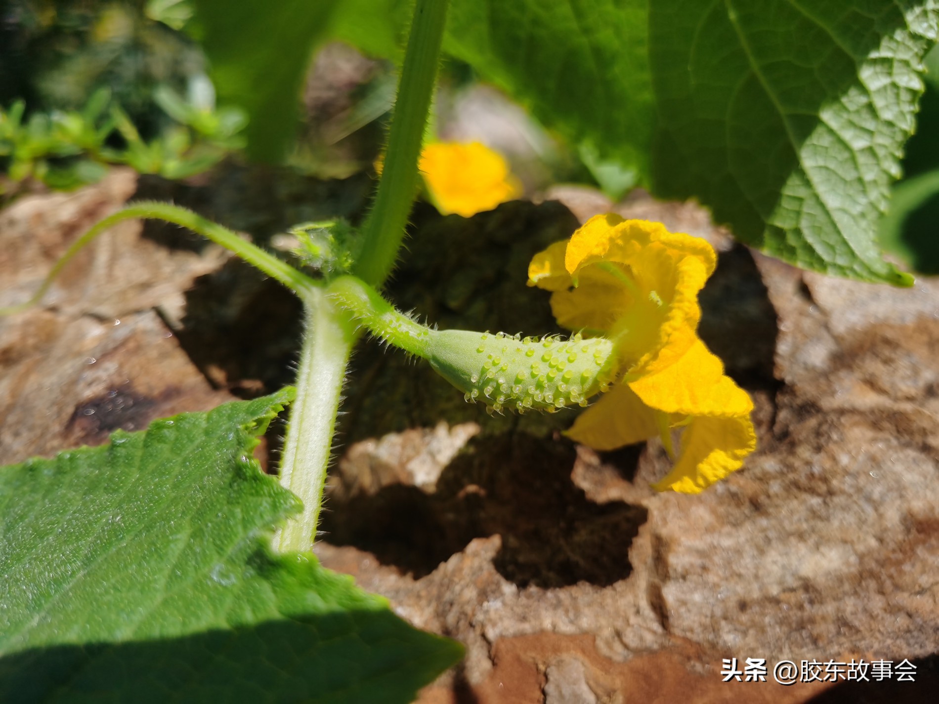 Photo The scene of the MidAutumn Festival on the mountain of the