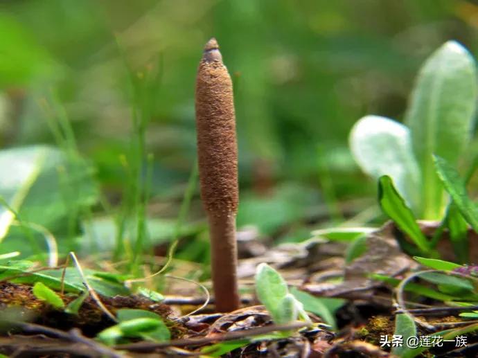 Confessions Rousseau and Tolstoy iNEWS