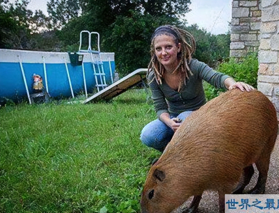 The largest mouse in the world, the mouse is as big as a pig!The body