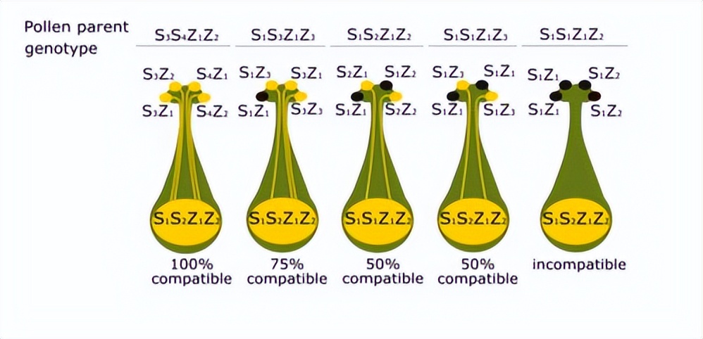 Self Incompatible Locus Genetic role of self-incompatibility between specific S-alleles and ...
