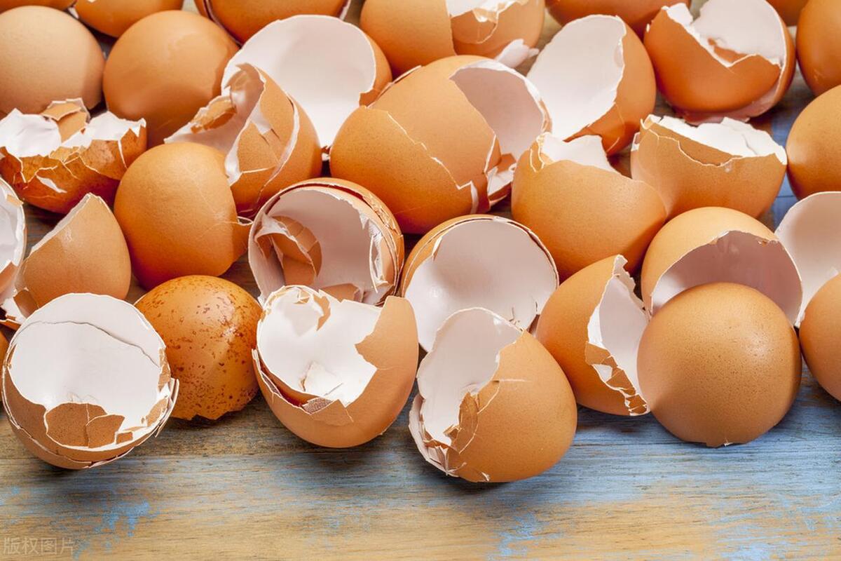 Cured Shells I never thought that egg shells can also cure snails, so don't waste it ...