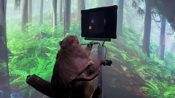 Monkeys died tragically because of experiments?Musk's brain-computer ...