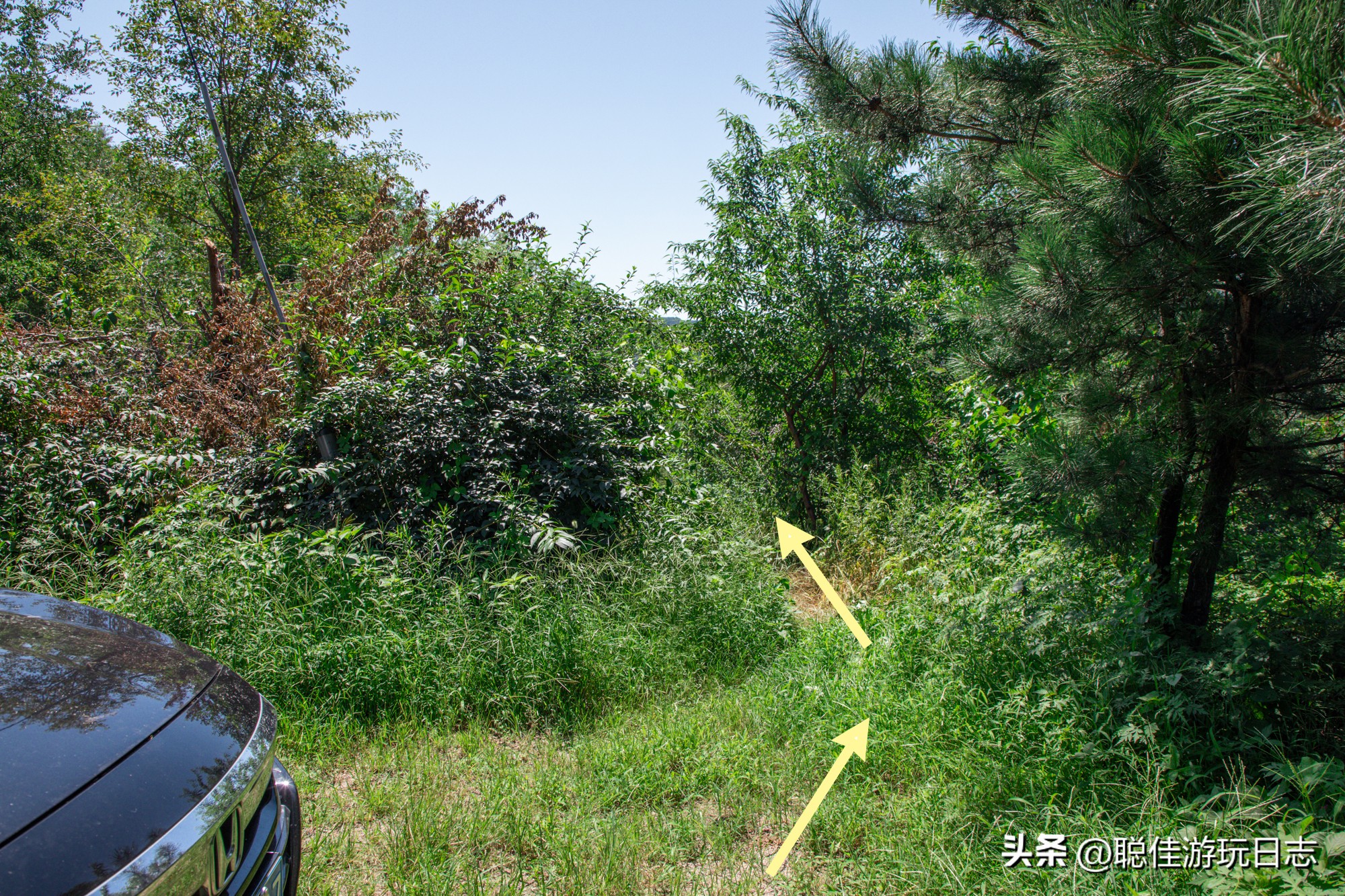 Hiking in Beijing Huairou Vine Valley is surrounded by vines, and the vines are full of wild