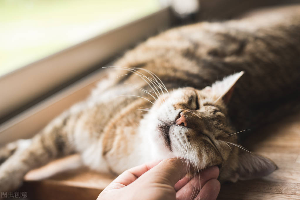 How to raise cats in spring to reduce cat hair loss?Super simple guide