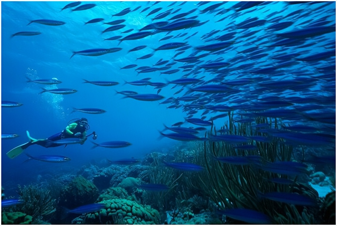 The best diving in the world iNEWS