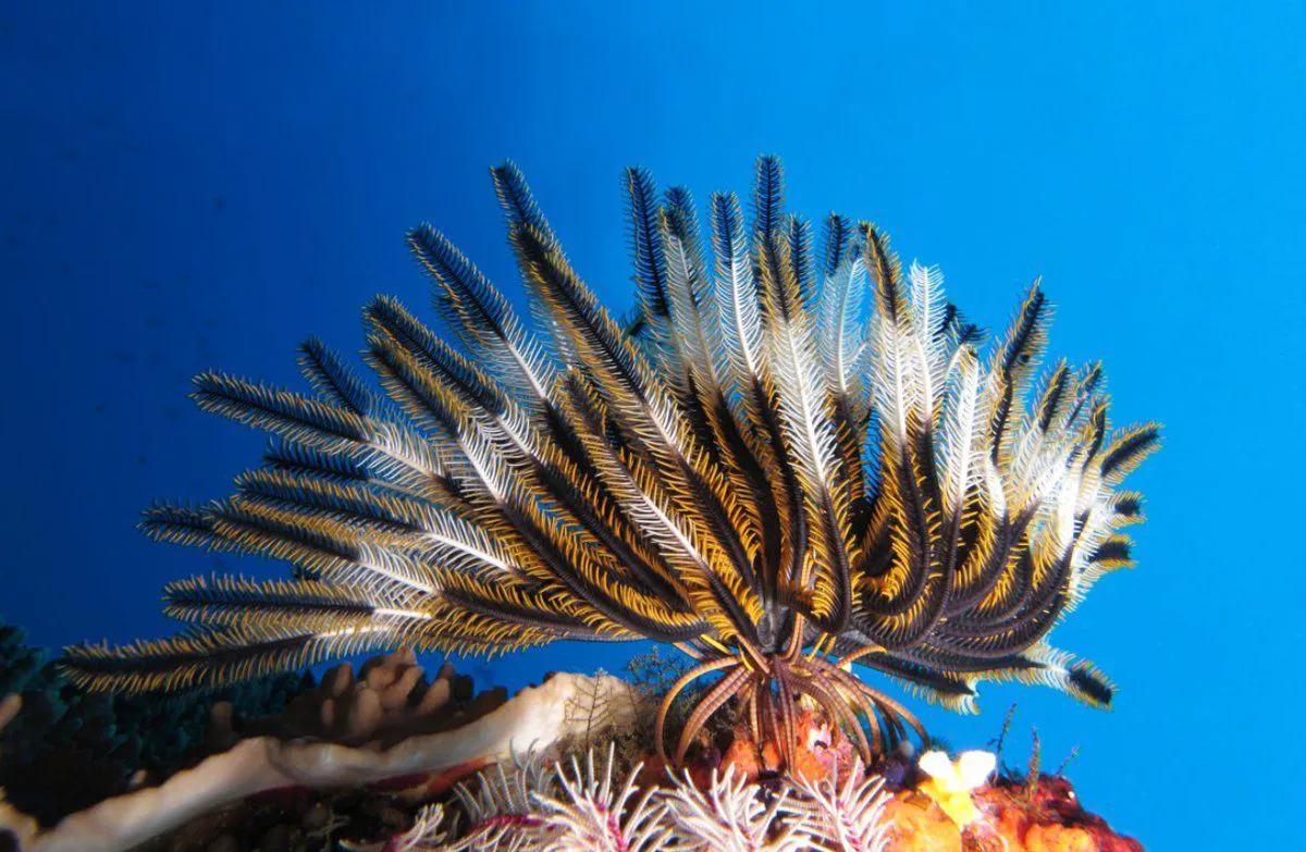 Fantastic beauty of crinoids - iNEWS