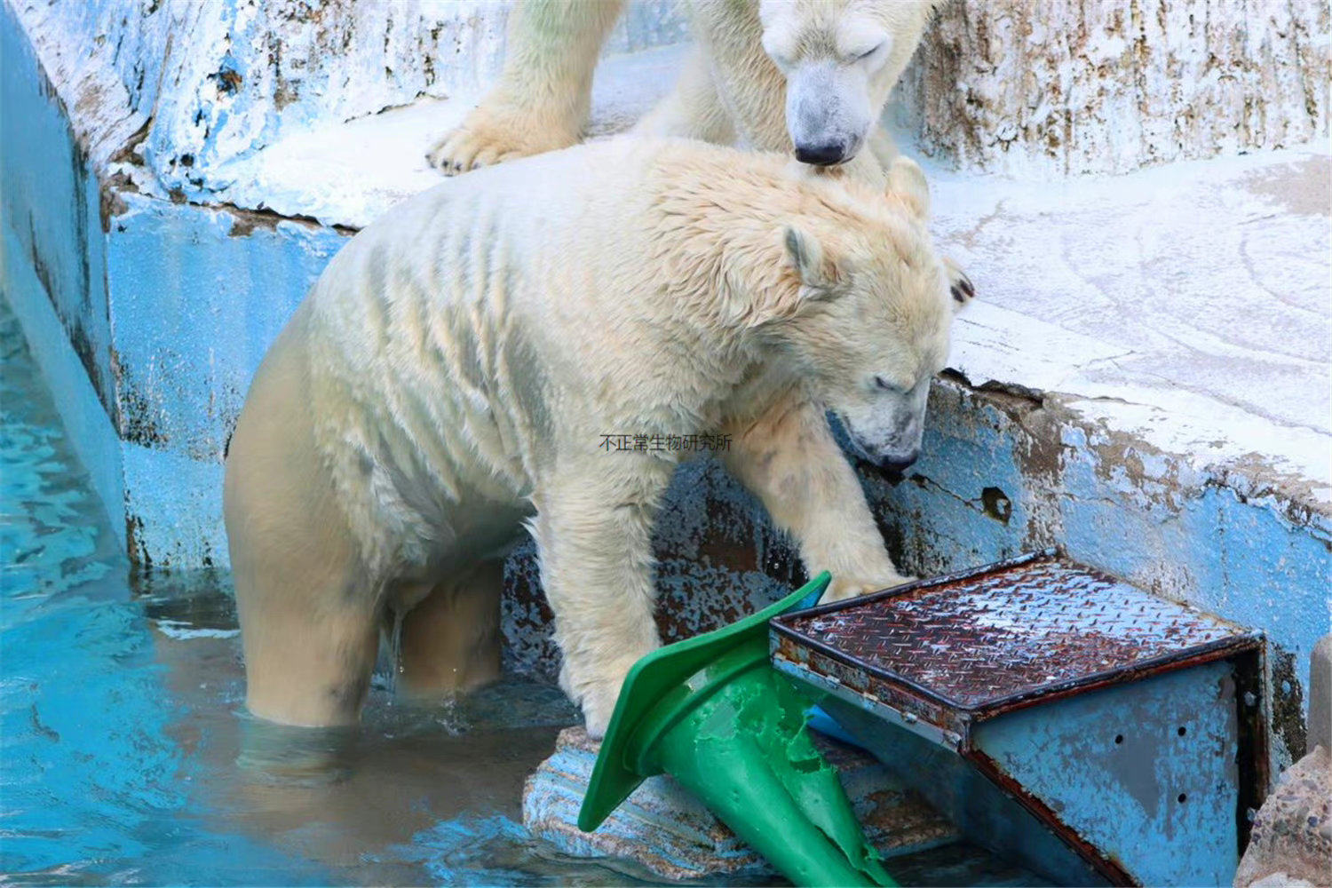 The polar bear in the Osaka Zoo in Japan is really cute, and its ...